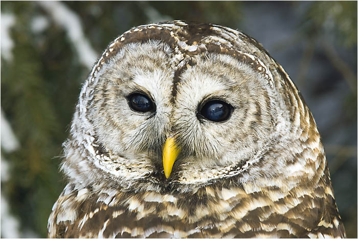 Barred Owl 122 by Dr. Wayne Lynch &copy;